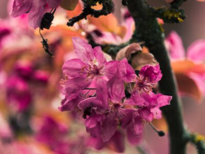 Różowy rododendron rośnie na balkonie