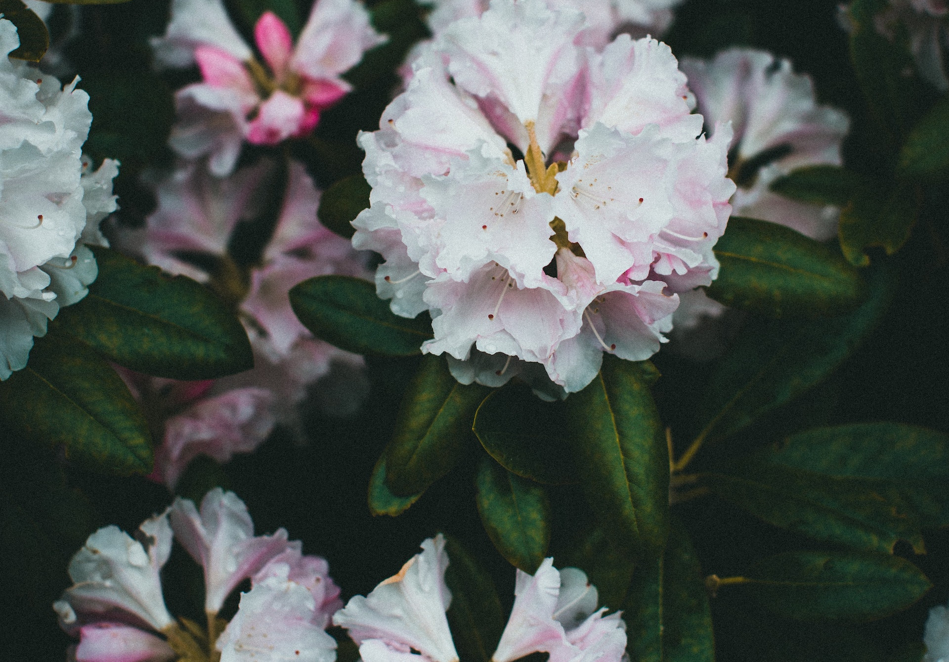 Białe, eleganckie rododendrony rosną w ogrodzie