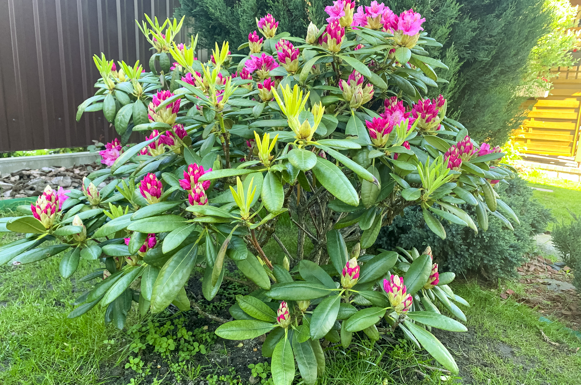 Rododendron rośnie w ogrodzie z innymi kwiatami